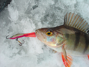 Зимняя рыбалка. Как ловить на балансир?