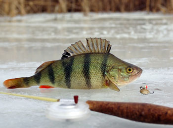 Зимняя рыбалка. Окунь по первому льду