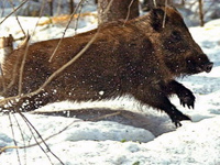 Казахстан: в Актюбинской области задержаны браконьеры, застрелившие 17 кабанов