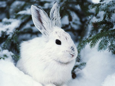 Подкормка зайцев зимой : заяц : Статьи об охоте и рыбалке : HuntFishing.RU